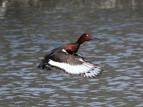 ���������� �����